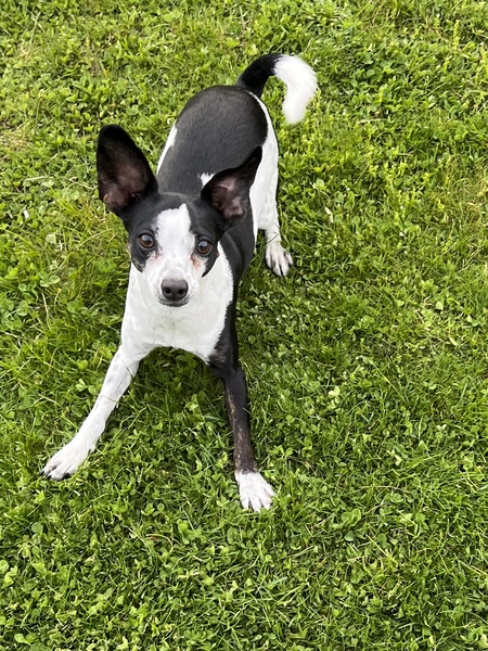 Entry image for Phoebe . Clicking this image will show a larger photo