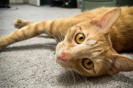 Entry image for Finnegan . Clicking this image will show a larger photo