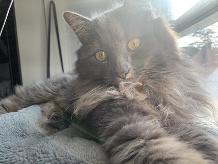 Entry image for Sebastian Smoke. Clicking this image will show a larger photo