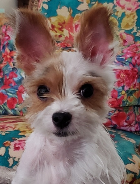 Gizmo