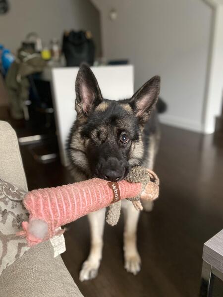 Thor 