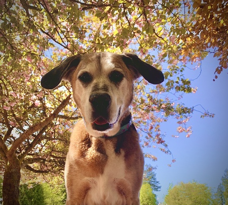 Maple