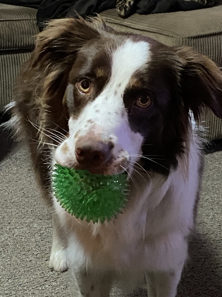 Archie
