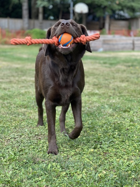 Kubo