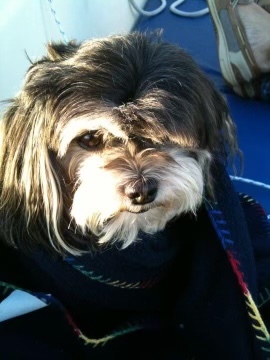 Bella "The Pirate"