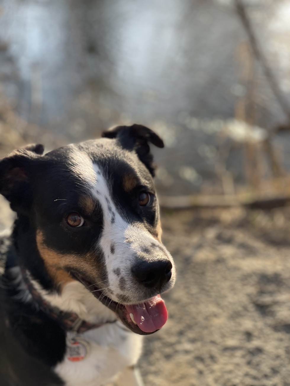 Vote for Gomie Make My Pet a Yellow Dog Brewing Star