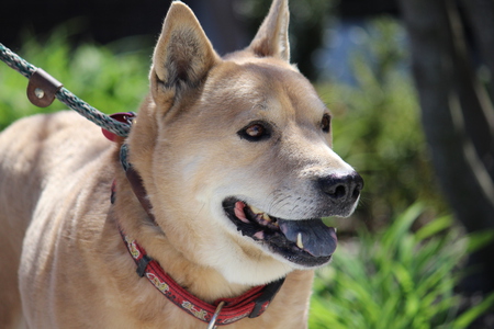 Scooter for Adoption