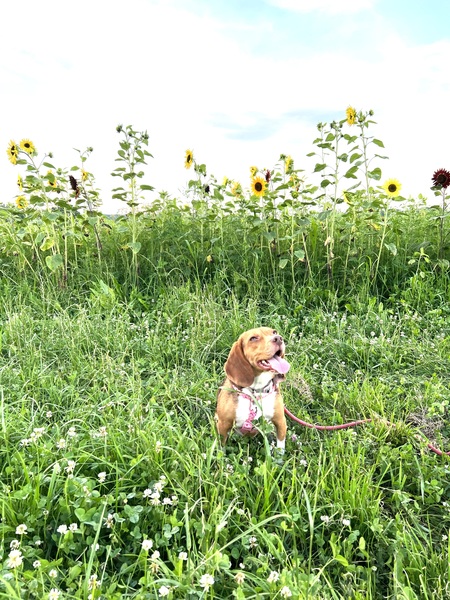 Mia