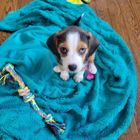 Nellie