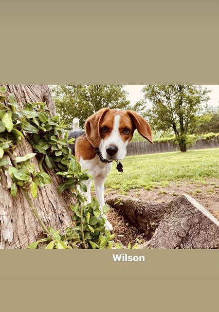 Wilson