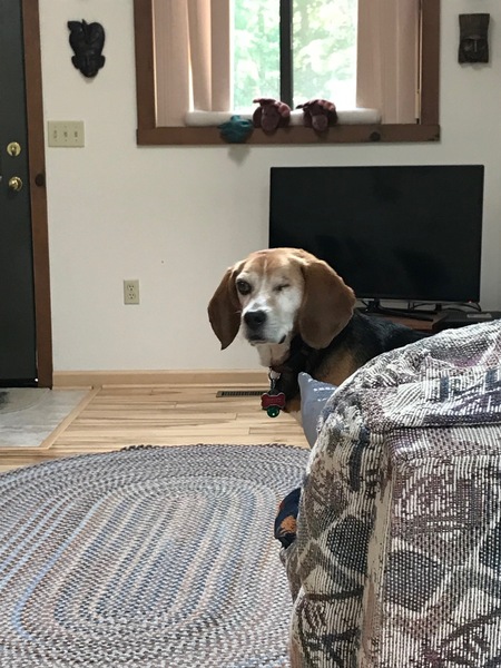 Scout