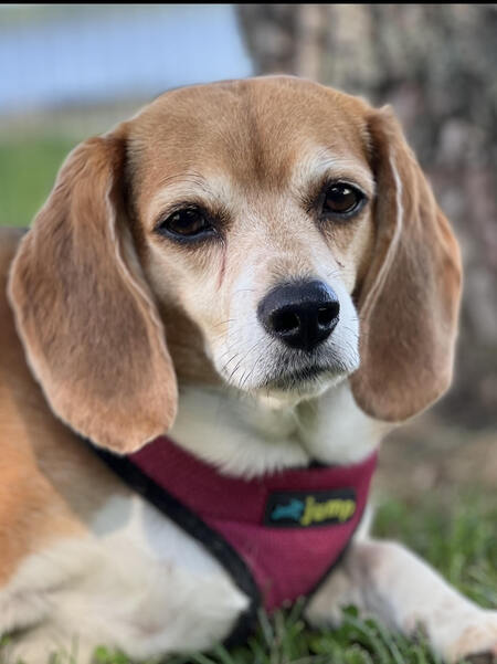 Lucy