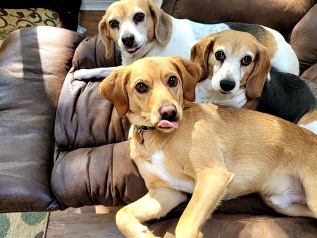 Rosie, Tan and Ruby