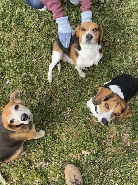 Rigatoni, Shrek, Alaric