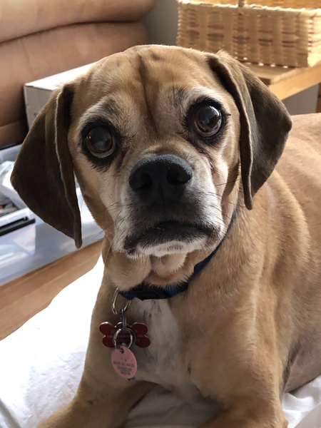 Abe Pugoda