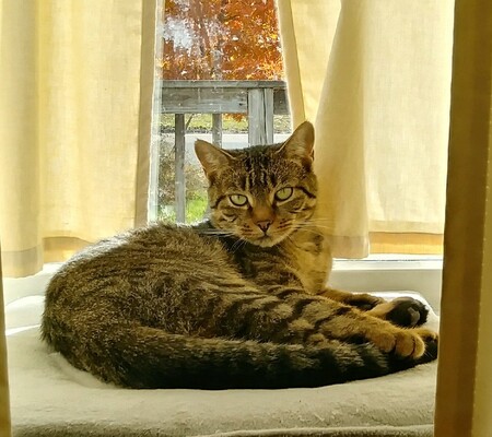 Roxie