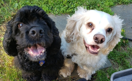 Sullivan (Bean) & Coco