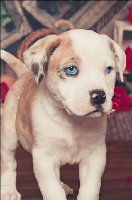 Baby Hamilton: BAHS Foster Fail