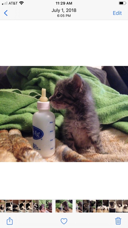 Peanut 
