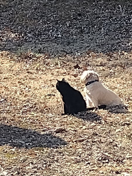 Our dog Mickey and  his bestie Star 