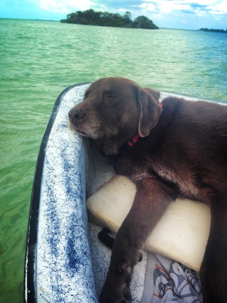 Dooley Bear