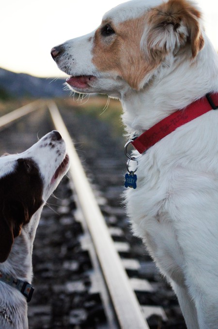 There's Nothing Better Than Sibling Love (Ruby &Riley)