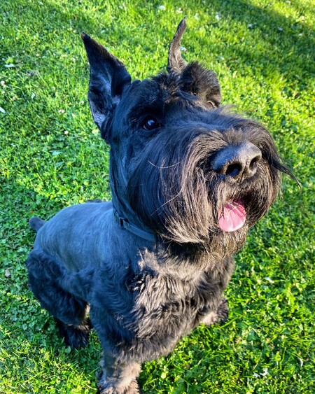 Kaiser The Giant Schnauzer