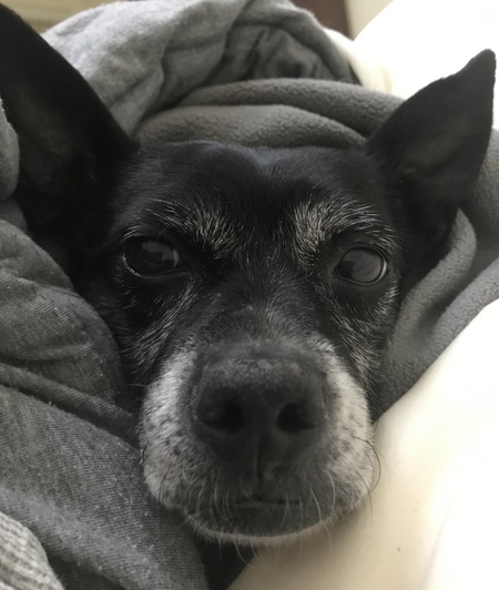 GEMMA
