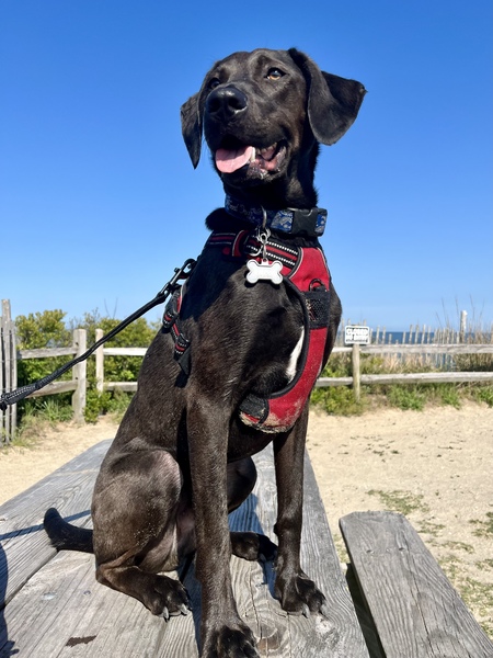 Ralphie
