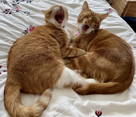 Levi and Naphtali 