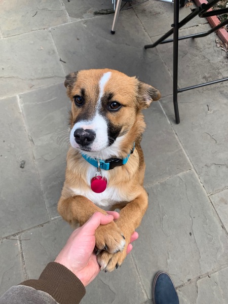 Huckleberry