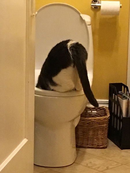 Nemo