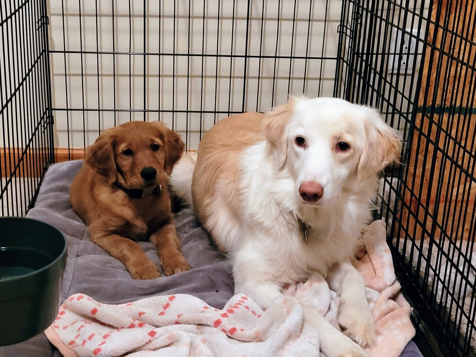 Vote for Sadie Mae and new friend Oliver Triad Golden Retriever