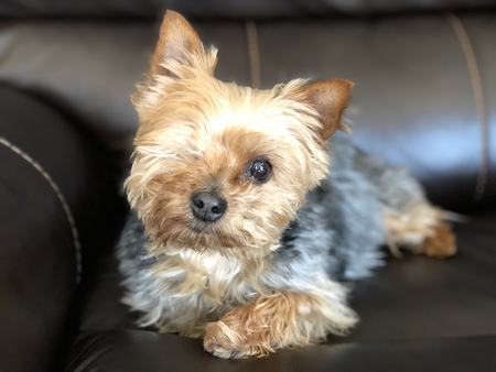Lucy Lu