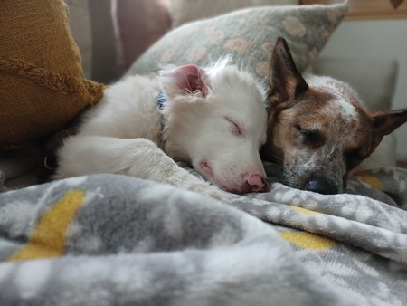Oko and Tuni
