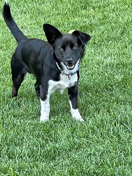 Toby