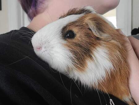 Basil