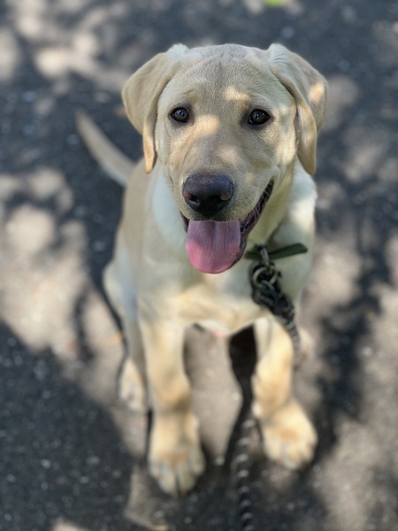 Hank 