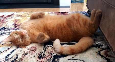 Simon