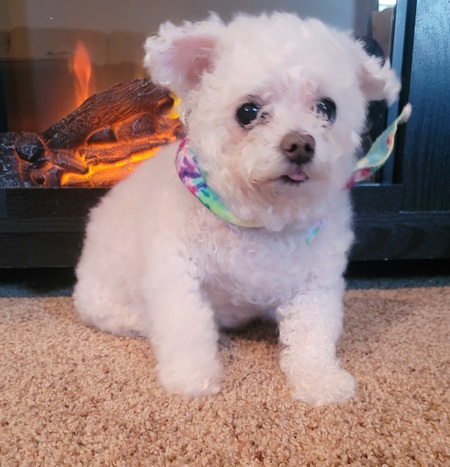 Bitsy