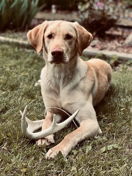 Goose