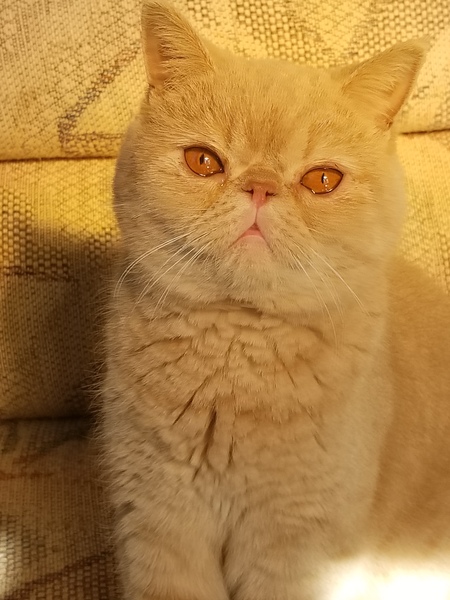 Pixie 