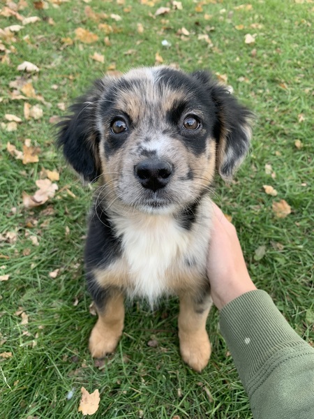 Oliver 