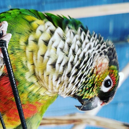 Gypsy