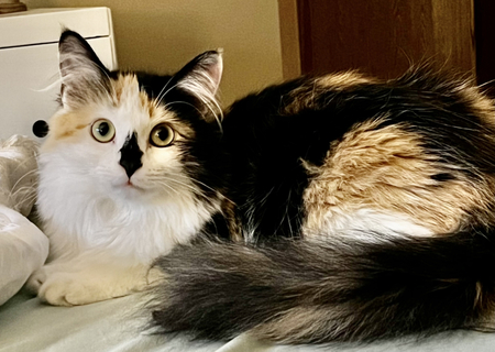 Jellybones 