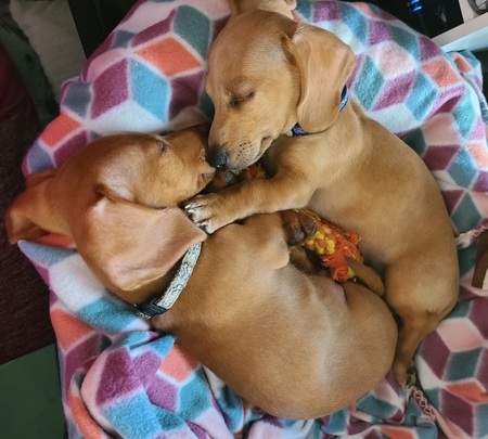 Hank & Harry