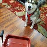 Entry image for Kaia the Radio Flyer Dog