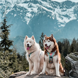 Entry image for Snowy and Bilbo