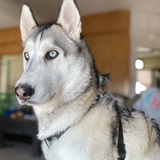 Entry image for Dozer