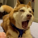 Entry image for Sweetie